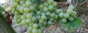 Traube3