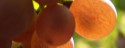 Traube4
