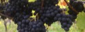 Traube6